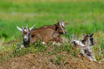 goats graze on the grass