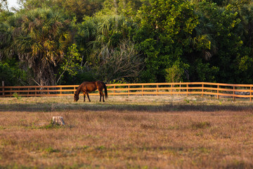 grazing horse