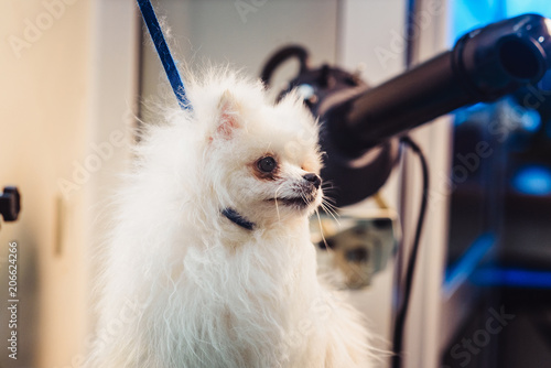 Female Groomer Haircut White Pomeranian Dog On The Table For
