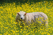 Sheep in a field of daisies