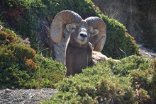 Bighorn Sheep Resting