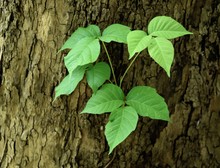 Characteristic Triple Leaflets Of A Poison Ivy Vine On A Sycamore Tree Trunk.