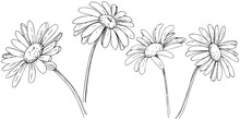 Daisy In A Vector Style Isolated. Full Name Of The Plant: Daisy, Chamomile. Vector Olive Tree For Background, Texture, Wrapper Pattern, Frame Or Border.