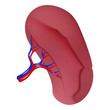 Spleen icon. Realistic illustration of spleen vector icon for web design isolated on white background