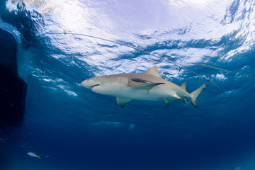 Lemon shark close to the surface in clear blue water with sun in the background