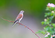 The common linnet (Linaria cannabina) sits on a thin branch of a blossoming bush of a wild rose on a blurred green background