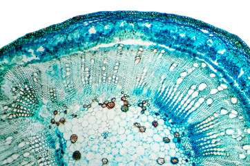 stem of cotton cross section. light microscope slide with microsection of plants of the genus gossyp