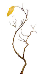 close up of dry branch