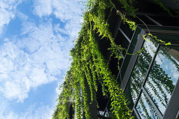 Glass building house covered by green ivy with blue sky