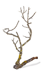 close up of dry branch