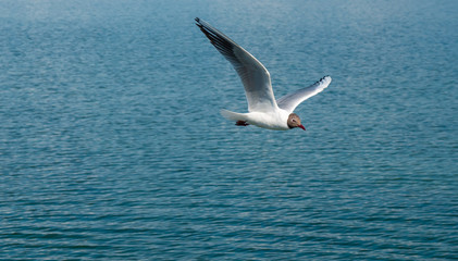 Wall Mural - Black headed gulls breeding in great numbers in the spring on the shores of the Upper Zurich Lake (Obersee) along the Holzsteg near Rapperswil, Sank Gallen, Switzerland