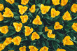 Spring Background With Yellow Tulips