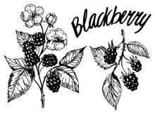 Blackberry Sketch