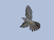 Common Cuckoo (Cuculus Canorus)