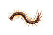 centipede isolate on white background