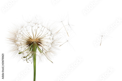kolorowy-dmuchawiec-na-bialym-tle-mniszek-lekarski