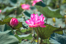 Pink Lotus (Nelumbo Nucifera Gaertn.) In The Lake