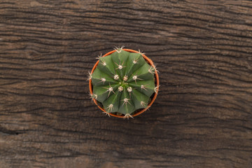 Wall Mural - Top view of Cactus in pot wooden table background