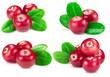 cranberries collection isolated