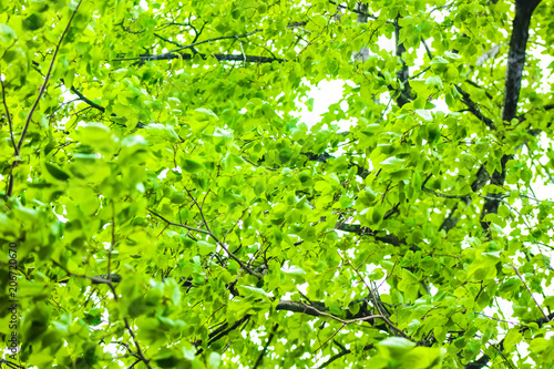 Linden Tree Green Leaves Forest Trees In Summer