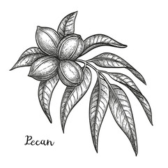Wall Mural - ink sketch of pecan
