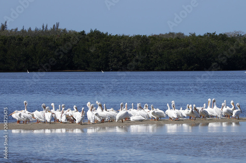Fotografie, Obraz A squadron of American White Pelicans (Pelecanus erythrorhynchos) gathered on shore