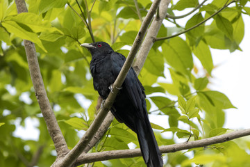 Koyal Indian Cuckoo Male