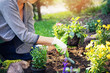 © ronstik - woman planting summer flowers in home garden bed