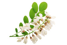 Blossoming Acacia With Leafs Isolated On White Background, Acacia Flowers, Robinia Pseudoacacia . White Acacia