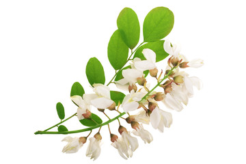 Blossoming acacia with leafs isolated on white background, Acacia flowers, Robinia pseudoacacia . White acacia