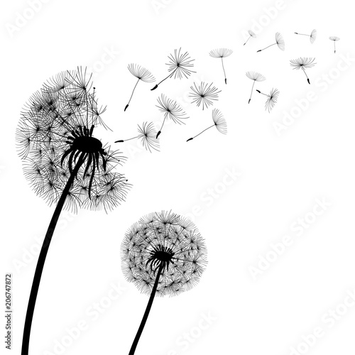 Abstract black Dandelions, dandelion with flying seeds – stock vector