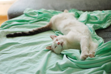 What A Cat Does When A Person Is Not At Home. Sweet Dream Of A Spoiled Cat 