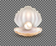 Pearl open shell realistic illustration. Natural beautiful single pearl sea jewelry isolated
