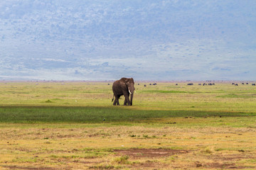 Wall Mural - African elephants (Loxodonta africana)