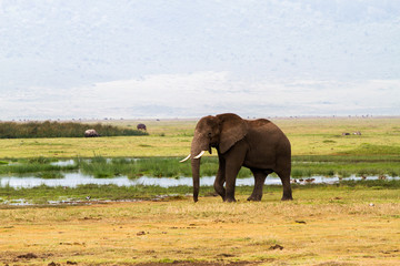 African elephants (Loxodonta africana)