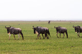Fototapeta Sawanna - Blue wildebeest (Connochaetes taurinus), common, white-bearded wildebeest or brindled gnu, large antelope in Ngorongoro Conservation Area (NCA), Crater Highlands, Tanzania