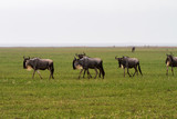 Fototapeta Sawanna - Blue wildebeest (Connochaetes taurinus), common, white-bearded wildebeest or brindled gnu, large antelope in Ngorongoro Conservation Area (NCA), Crater Highlands, Tanzania