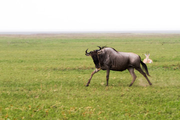 Wall Mural - Blue wildebeest (Connochaetes taurinus), common, white-bearded wildebeest or brindled gnu, large antelope in Ngorongoro Conservation Area (NCA), Crater Highlands, Tanzania