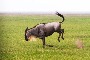 Wall Mural - Blue wildebeest (Connochaetes taurinus), common, white-bearded wildebeest or brindled gnu, large antelope in Ngorongoro Conservation Area (NCA), Crater Highlands, Tanzania