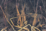 Abstract of Decaying Leaves in Pond