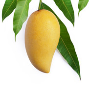 Mango Fruit Isolated On White Background   