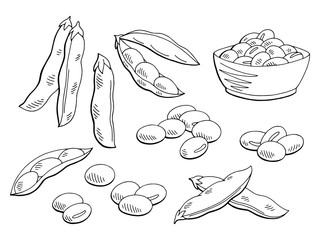 Wall Mural - Soybean graphic black white isolated sketch set illustration vector