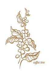 Wall Mural - Coffee branch with leaves and beans. Vector