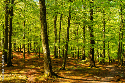 Fotomural Lovely green beech forest on a sunny morning
