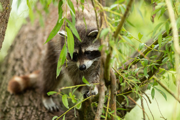 Wall Mural - Baby Racoon Animal