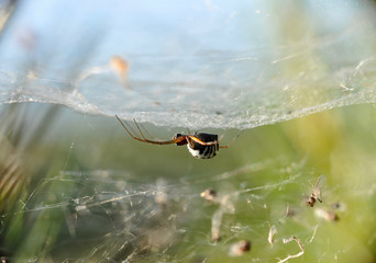 spider on a web close-up