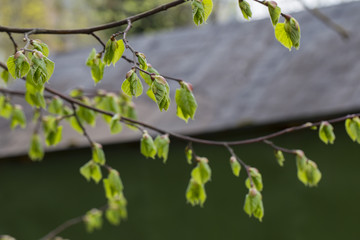 new foliage on a tree in a garden in spring