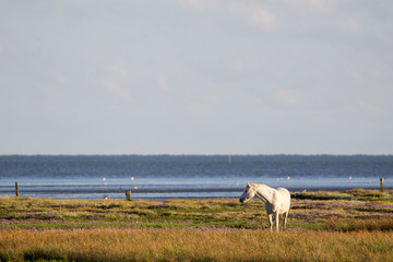 Poster - Pferd in den Salzwiesen am Wattenmeer auf der ostfriesischen Nordseeinsel Juist in Deutschland, Europa.