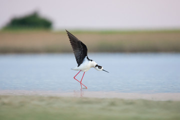 Black-winged stilt, Himantopus himantopus