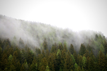  foggy clouds rising from dark alpine mountain forest